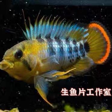 生鱼片工作室