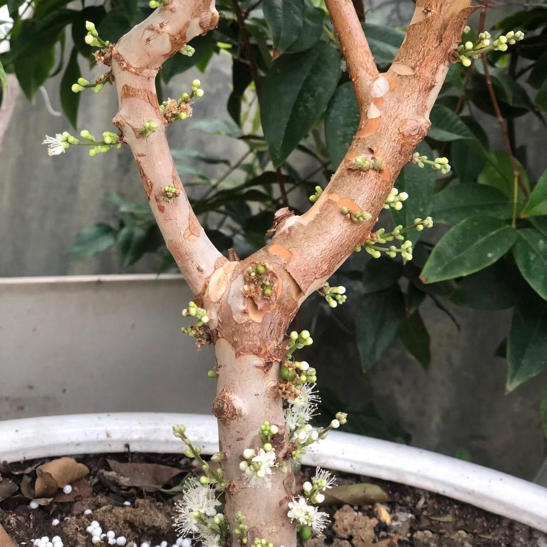 佛山二姐·树葡萄苗木基地