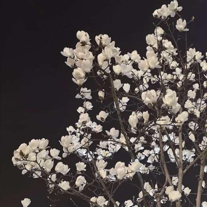 苏美雅