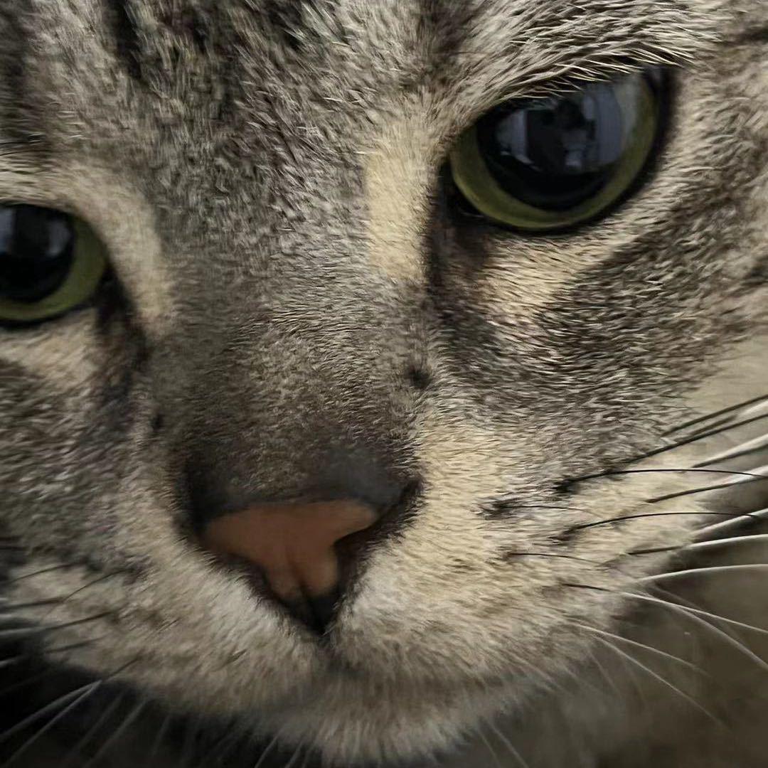 青椒包子国王👑