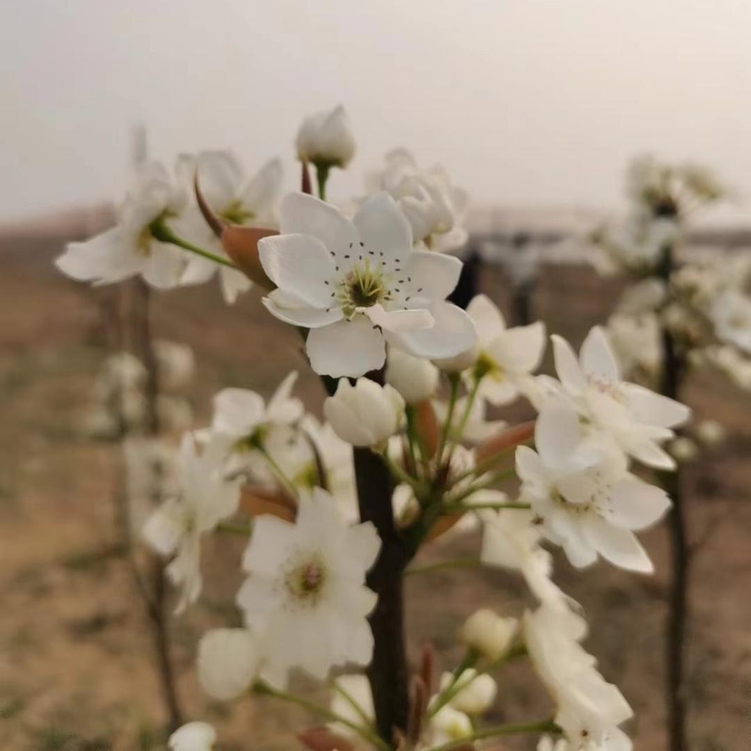 🧚‍♀️🧚🧚‍♂️