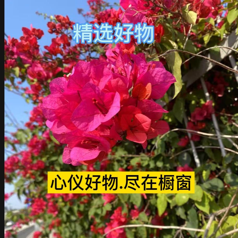甄选二姐好物