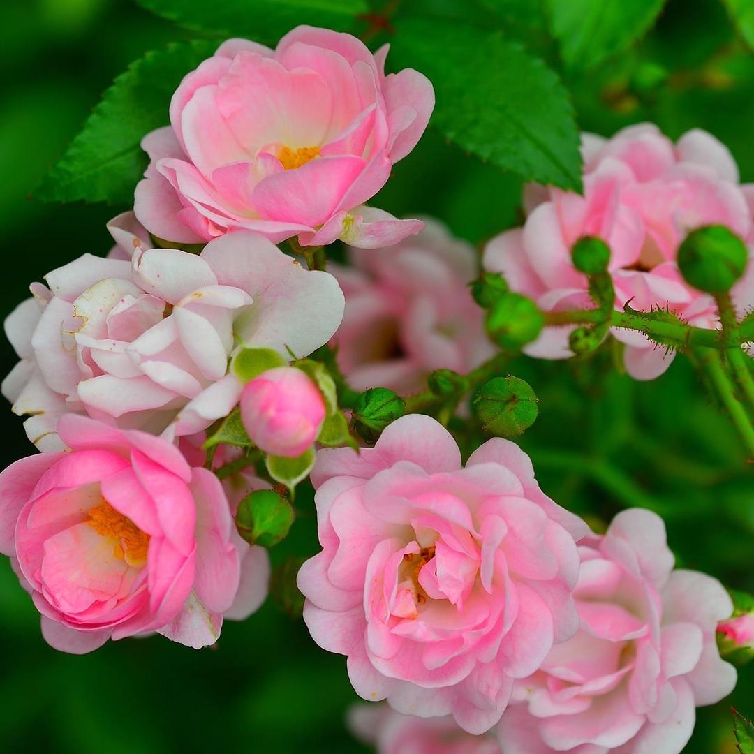 菊