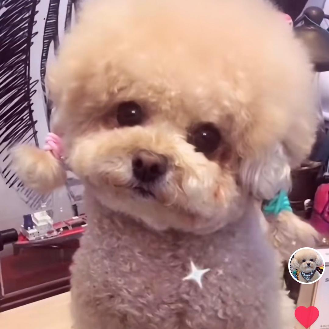 大脑袋🐶COCO