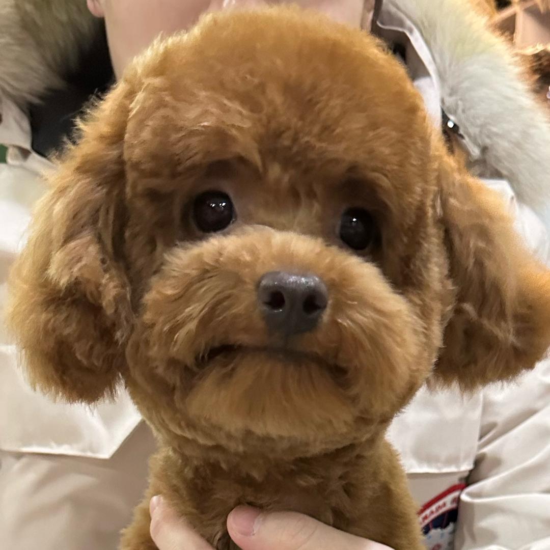 🌈小白是只小泰迪