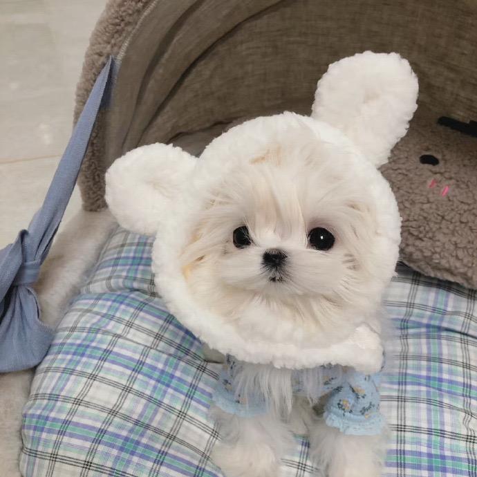 小羊贝塔