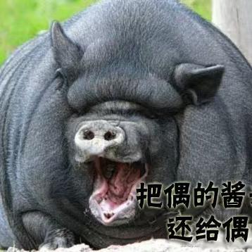 迷你小园土猪肉