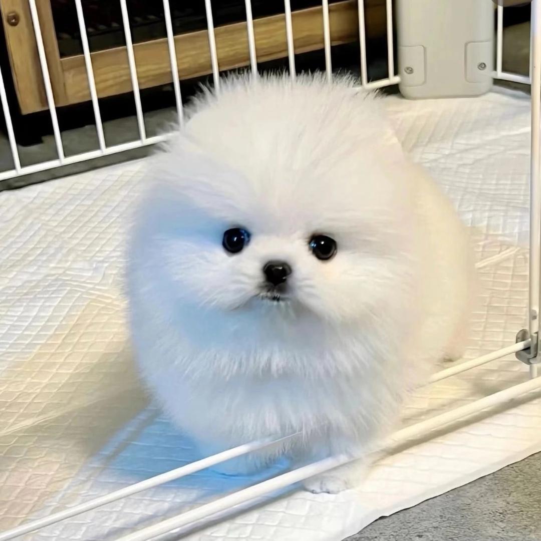 美羊羊精选小铺