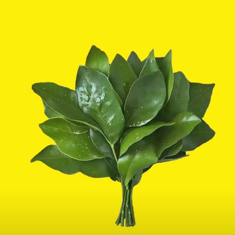 美羊羊桑