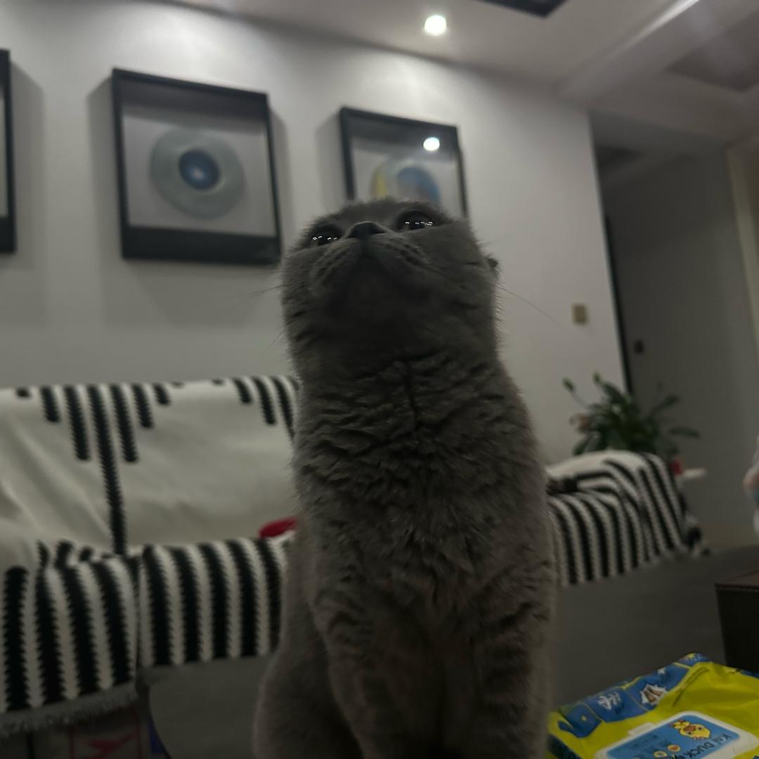 躲猫猫