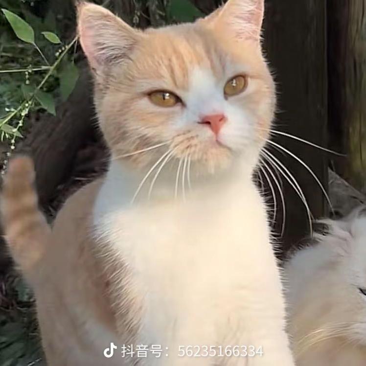 茶茶乐s