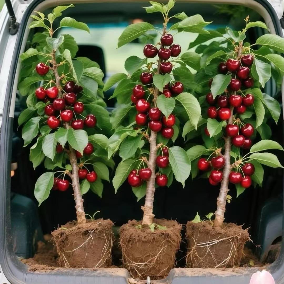 林花果树苗木专营店