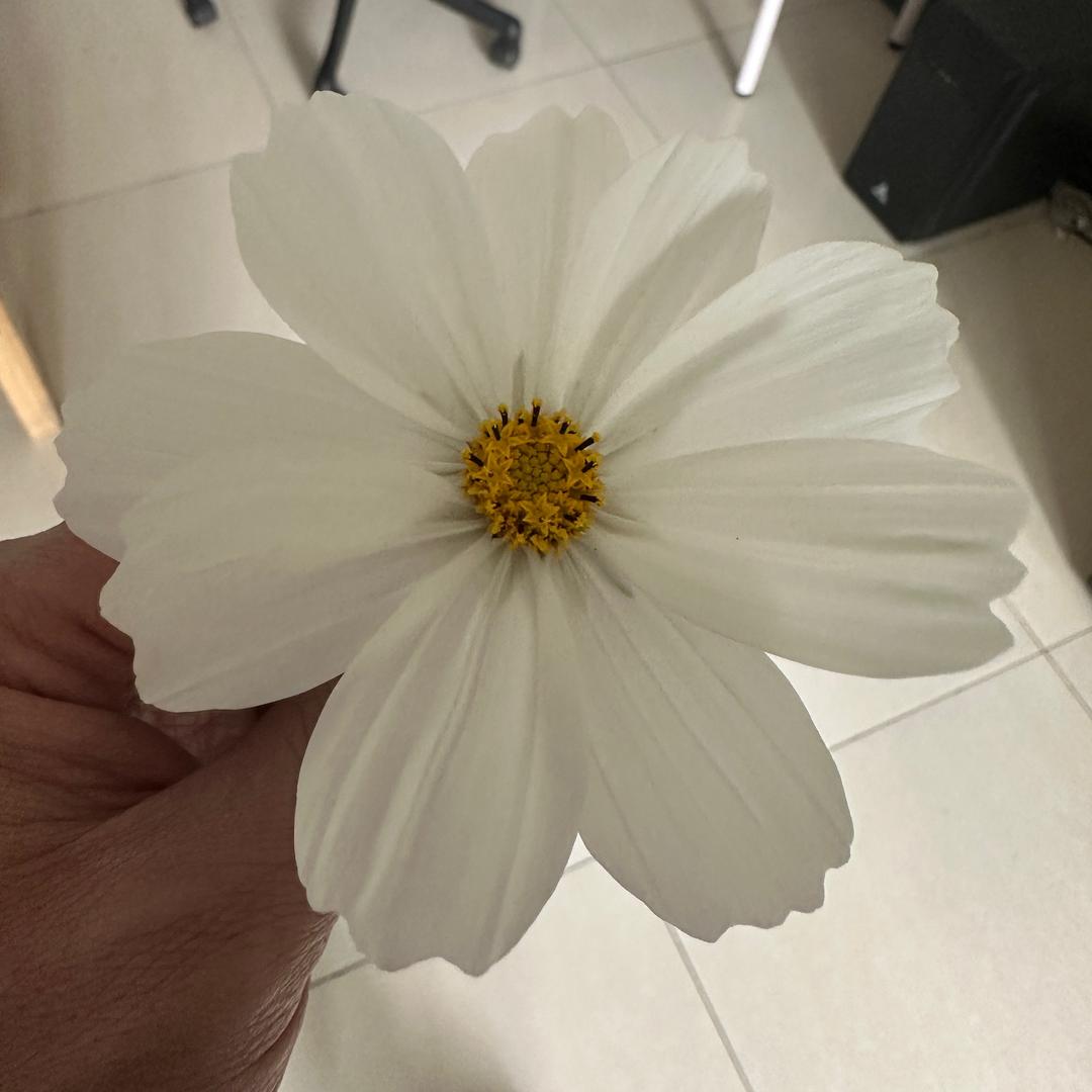 花开富贵。