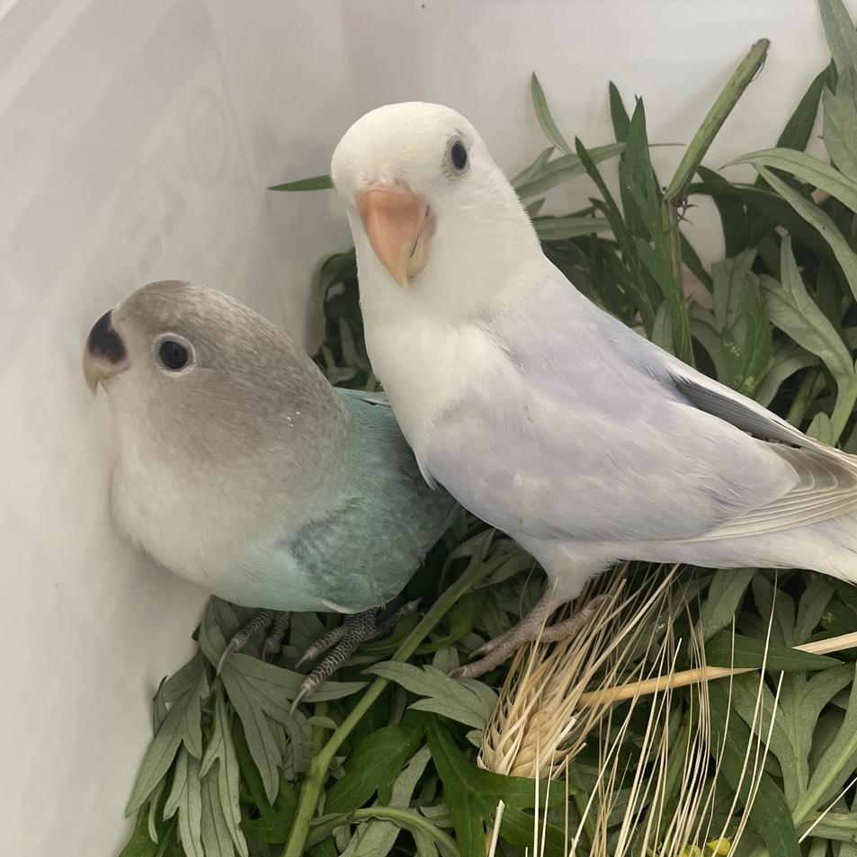 暮色手养牡丹鹦鹉