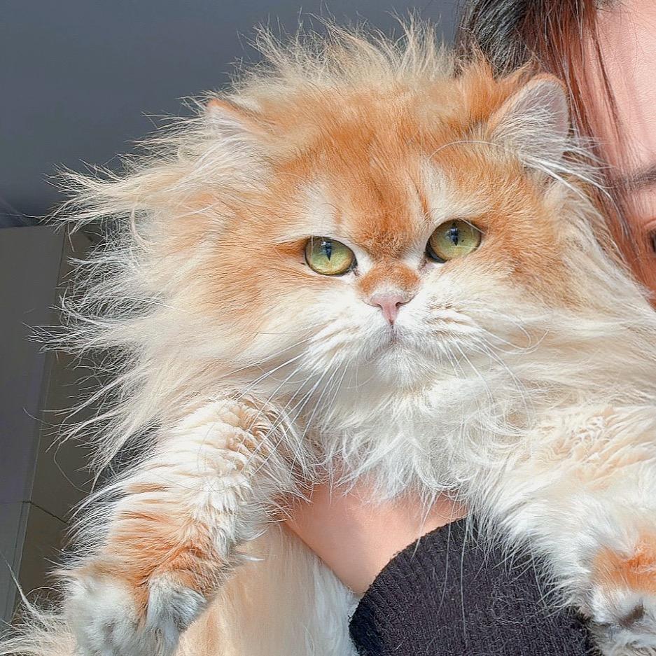 Meow家宠物零食优选