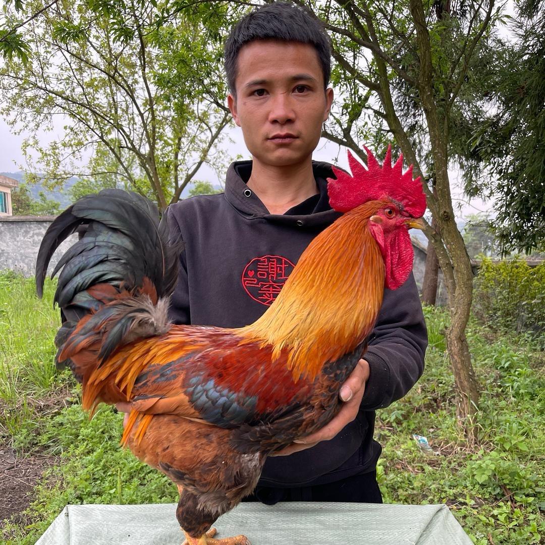 守村人秀才老表