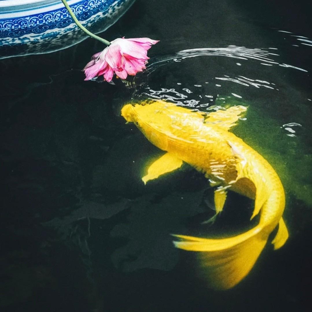 星亦