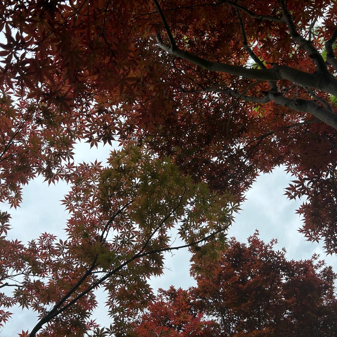 莉   莉