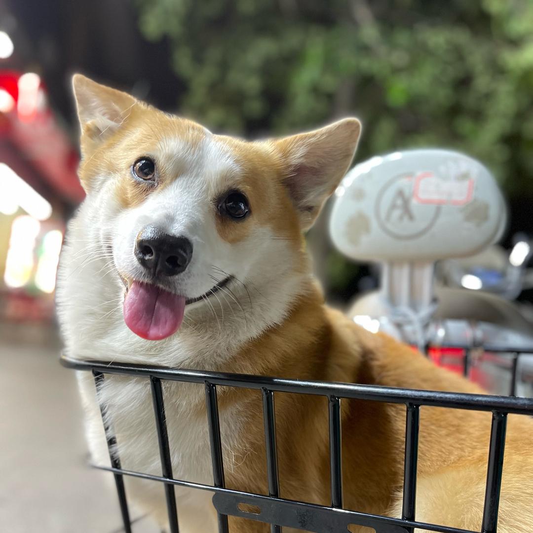 @陈皮花生