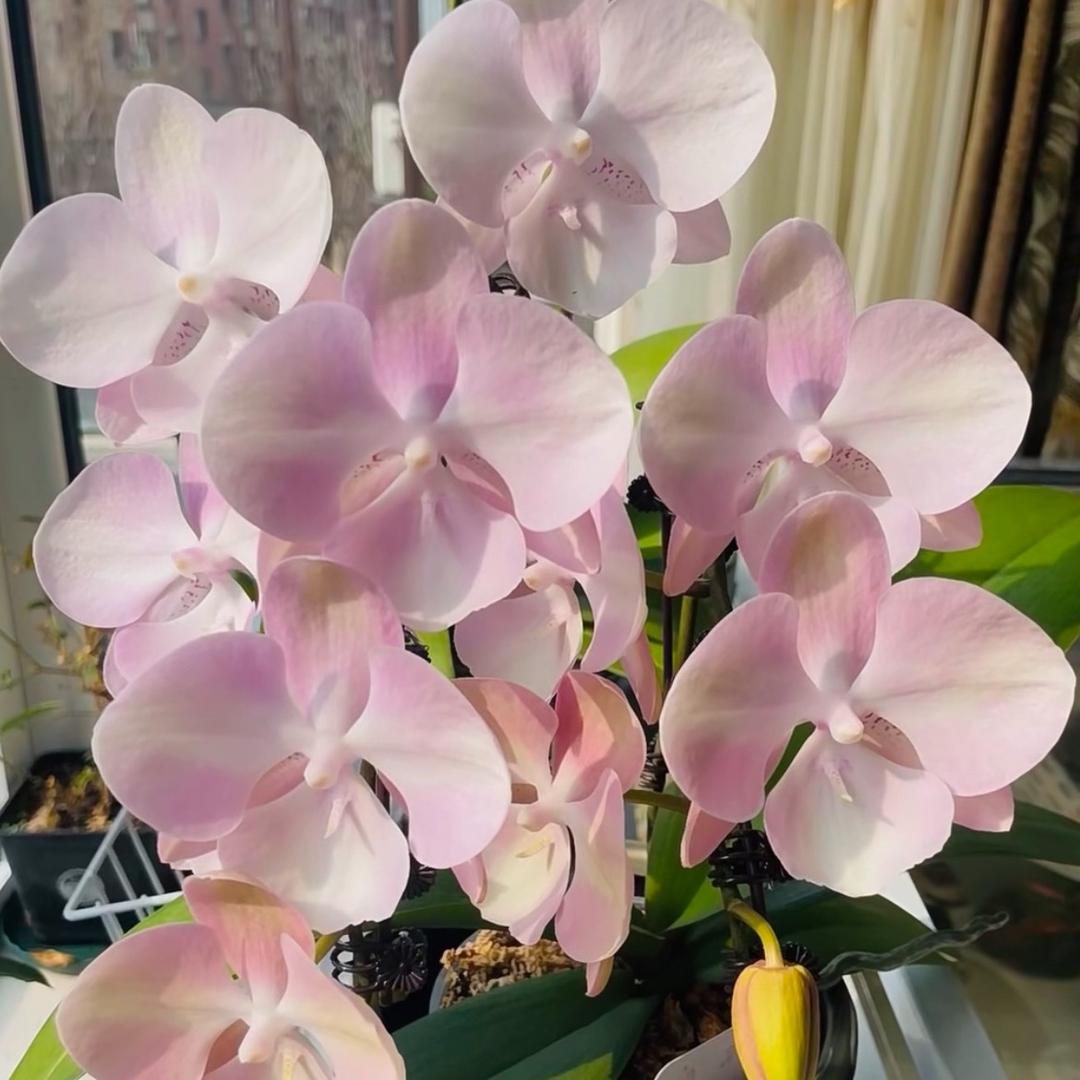 花懒懒的花店