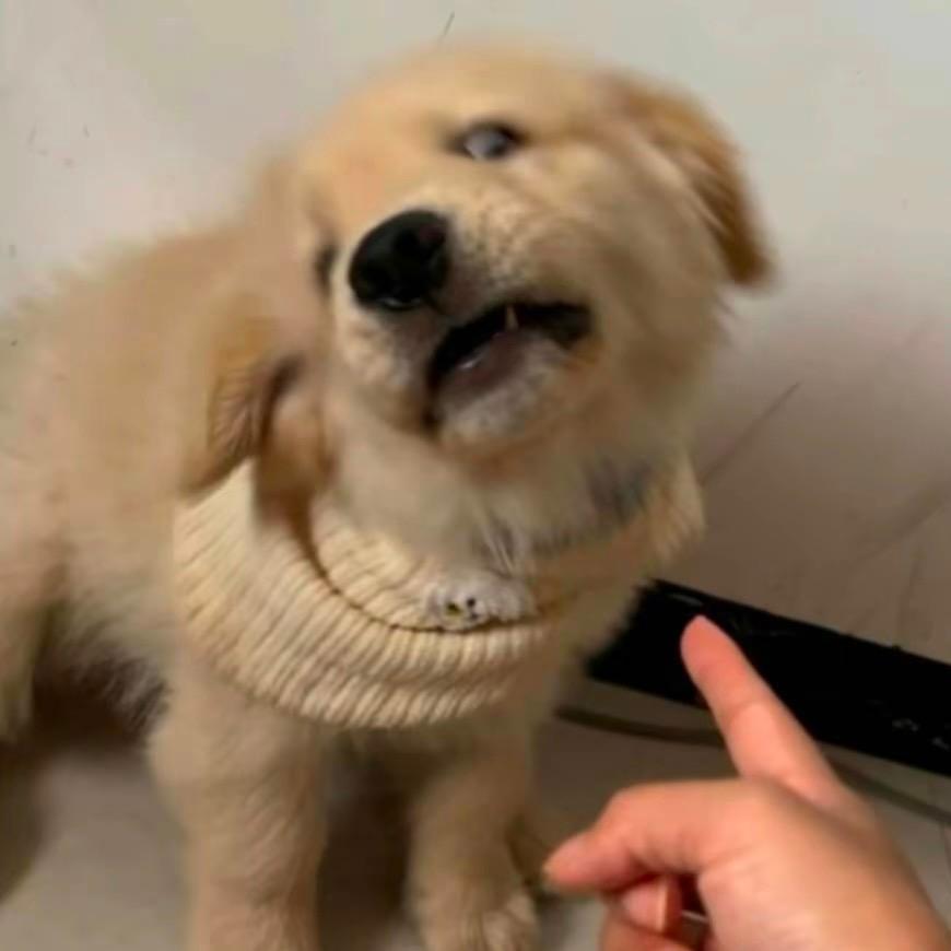好好好头像