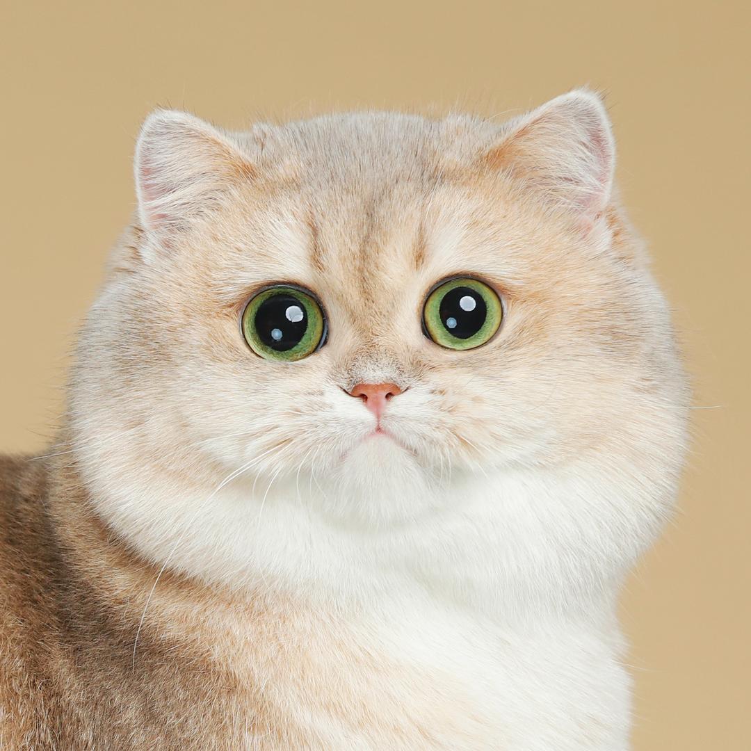 月亮上的妲己和猫丶