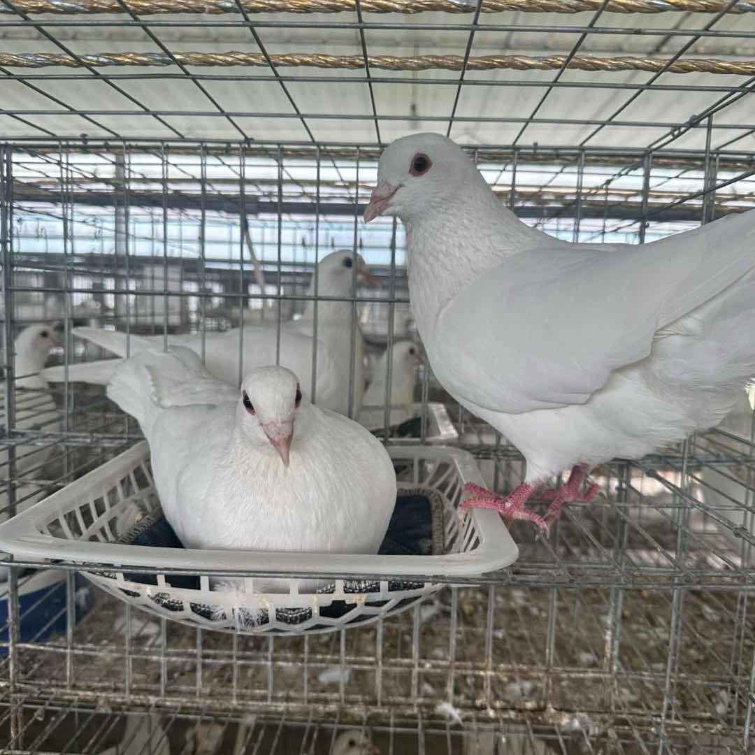 宁津县领恒家庭农场