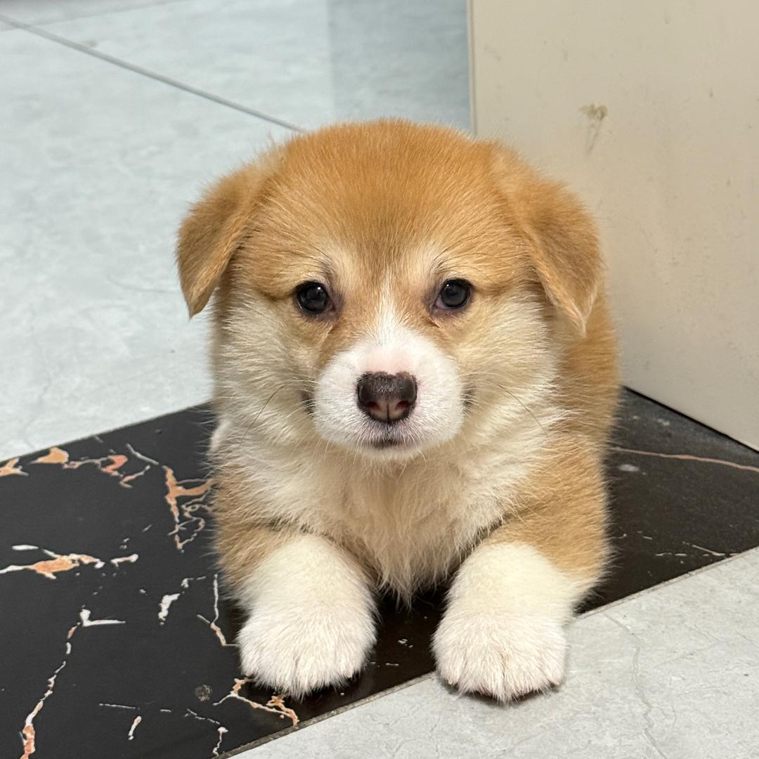 福袋是个小柯基🧧