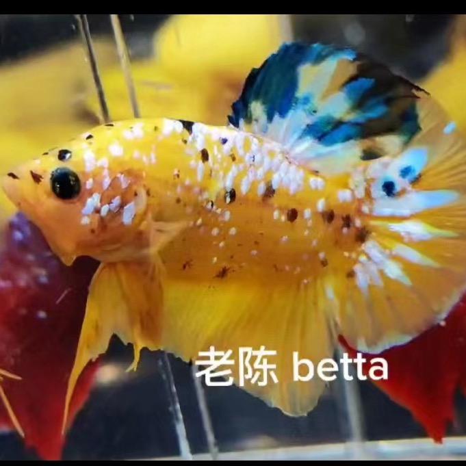 老陈Betta斗鱼水族馆