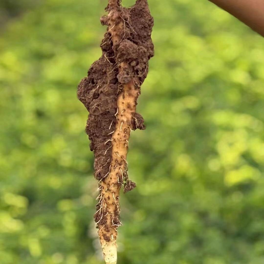 温县帅老师铁棍怀山药