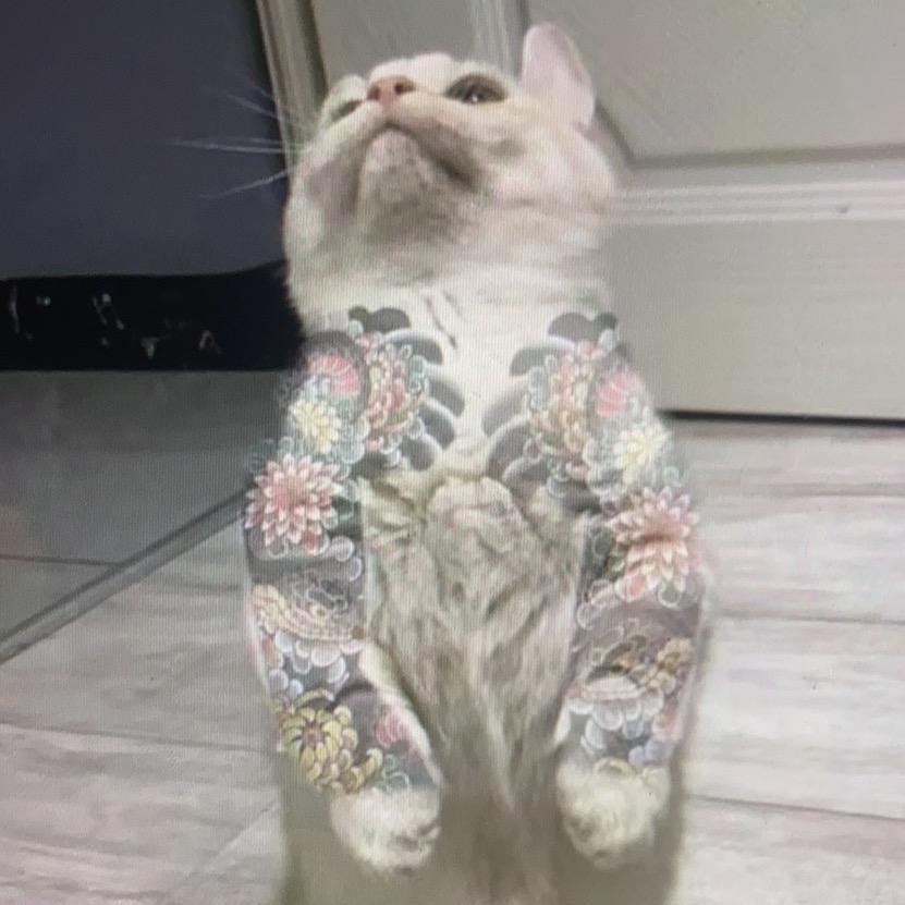 最帅的仔