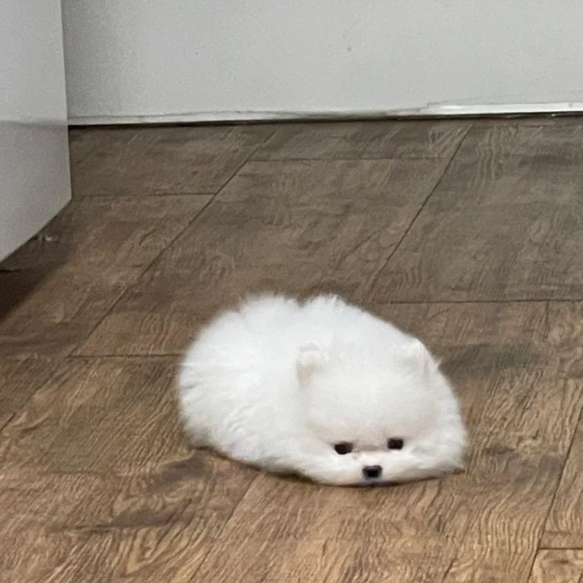 特软天才