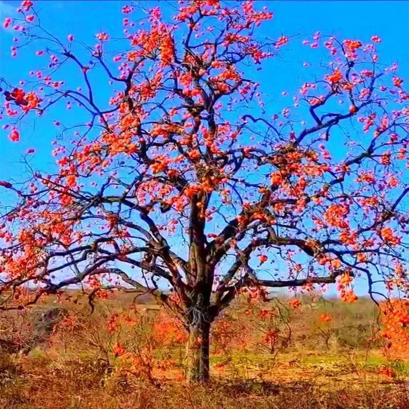怀亿果树苗木专营店