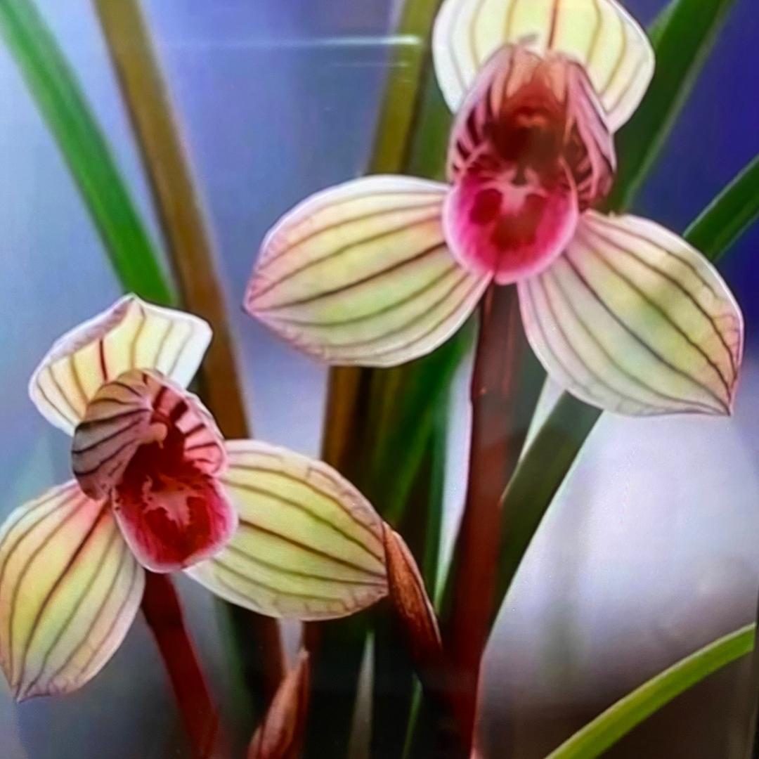 兰芯花苑