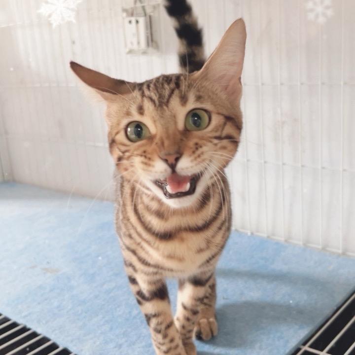 孟加拉豹猫