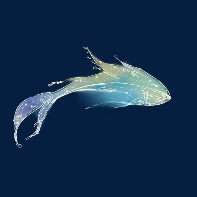 今时水族宠物严选铺