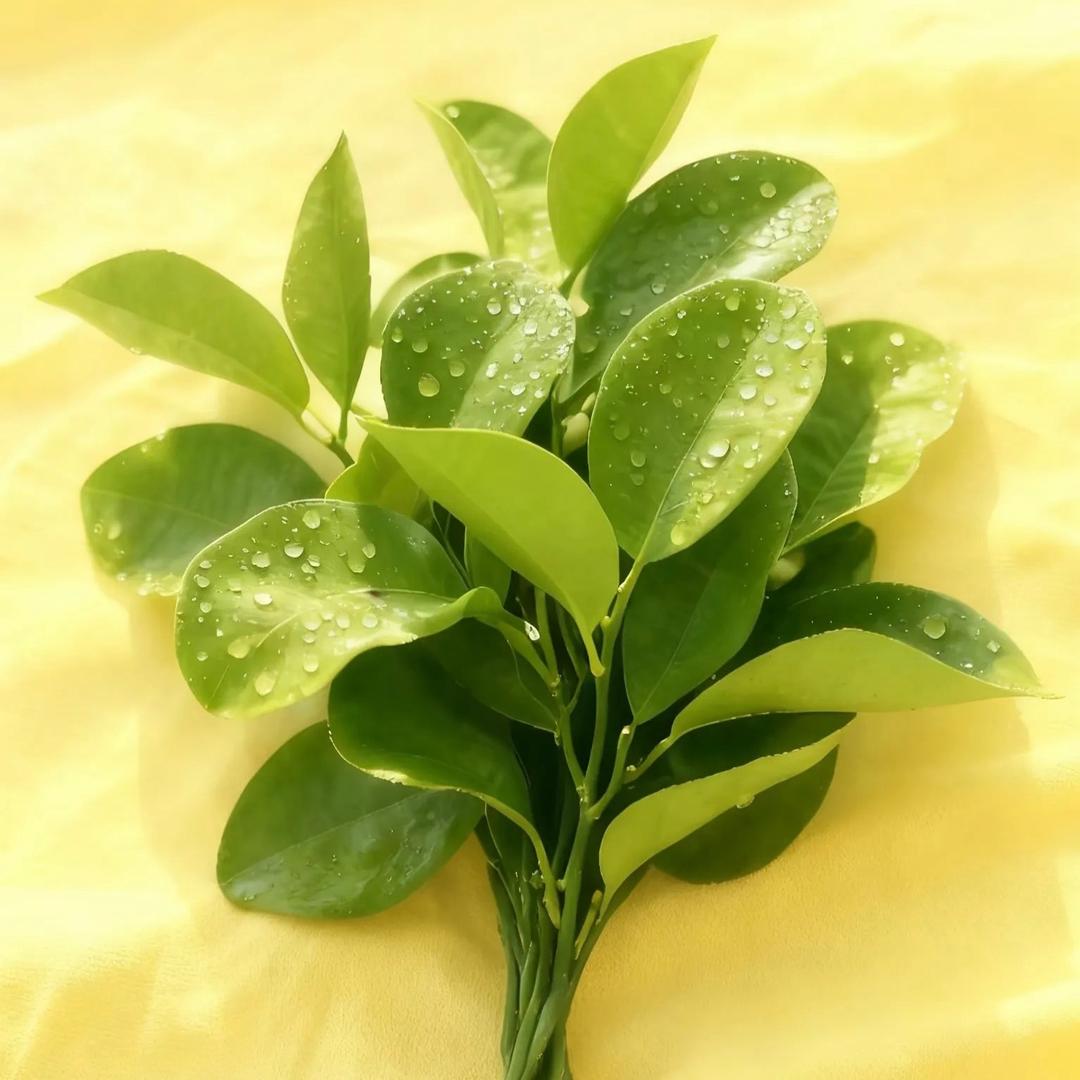 张小秋！🚶🏻‍♂️