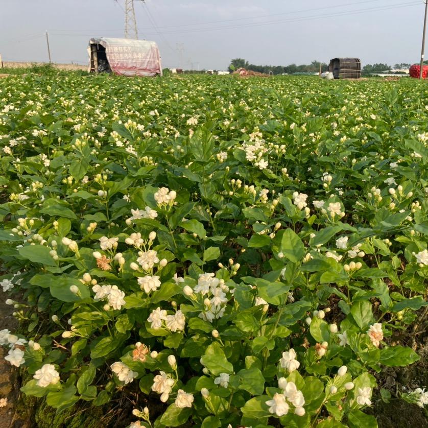 横州市茉香园艺