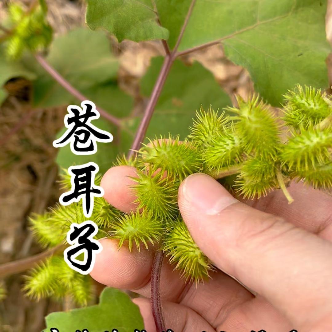 清清堂
