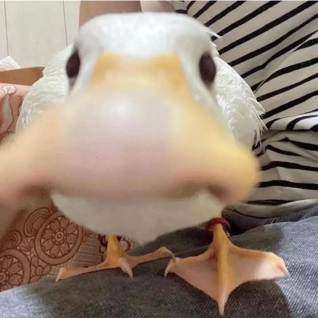 闪光小鸭