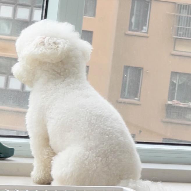 豆包是只小比熊🐶