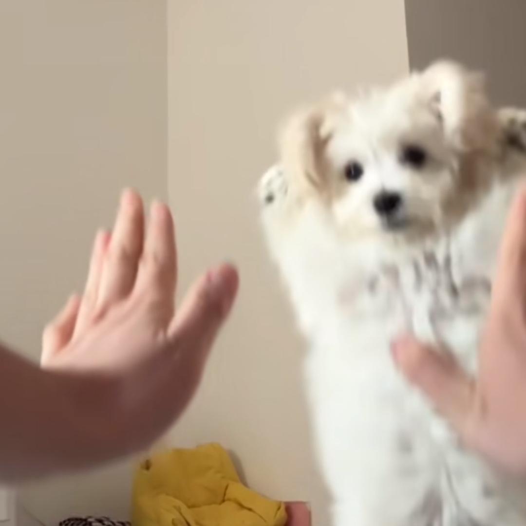 乐多