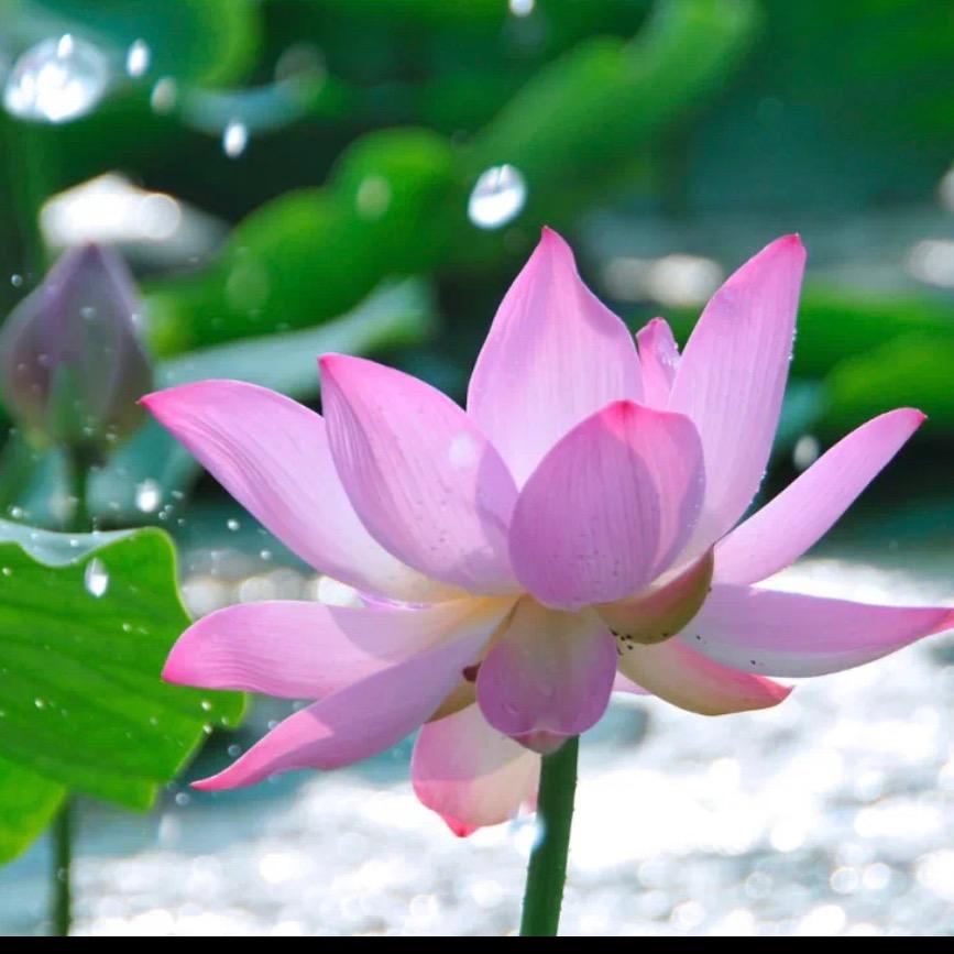 莲花🪷（拒私聊）