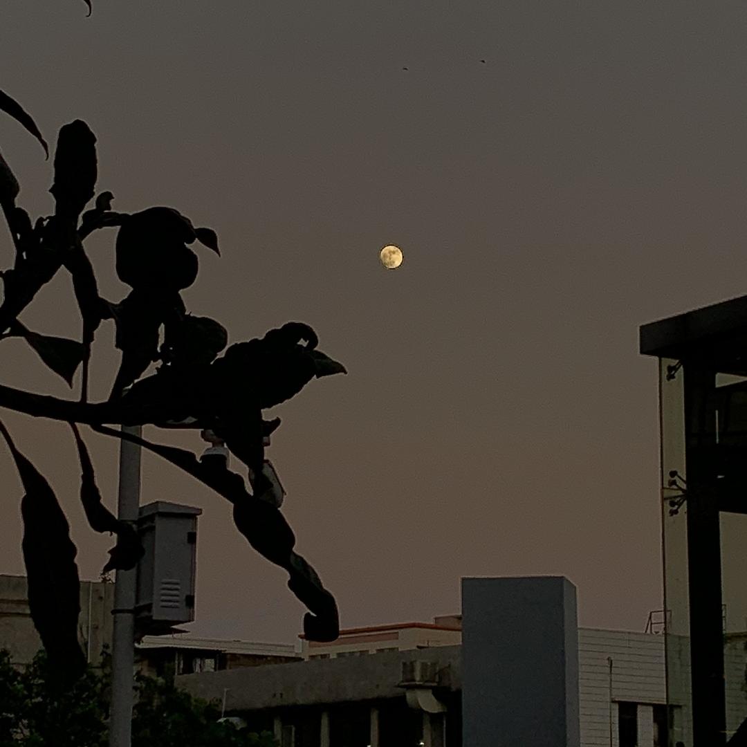 小狗画梅花