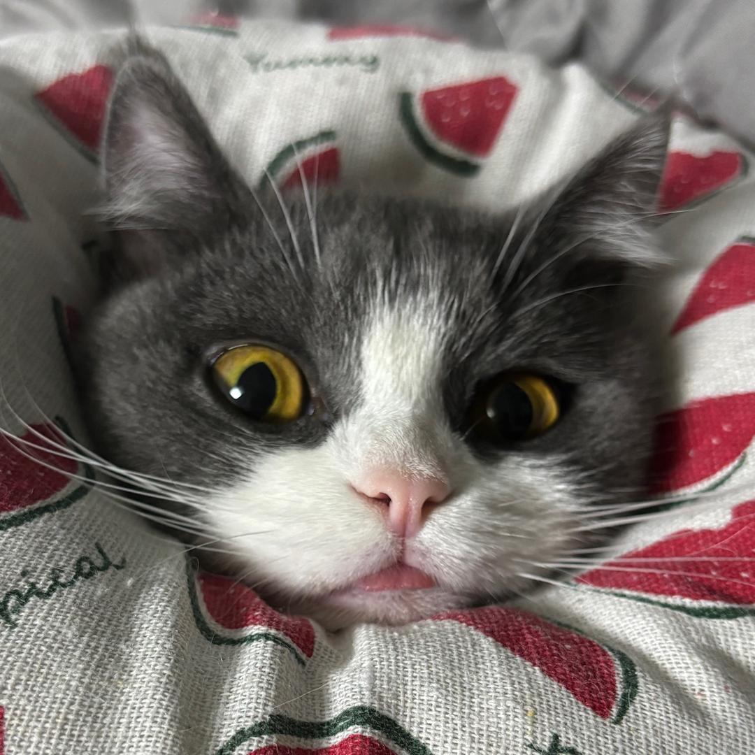我是猪肉荣