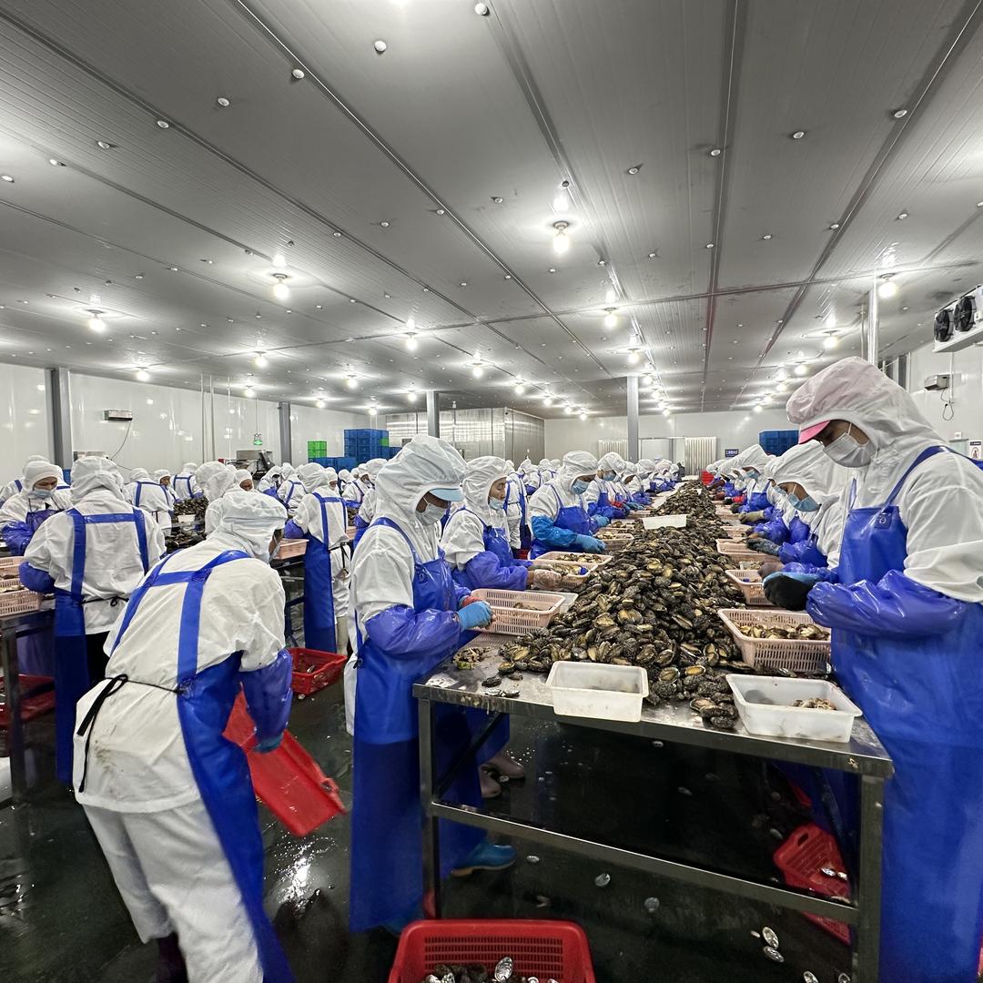 捞鱼仔  鲍鱼加工厂