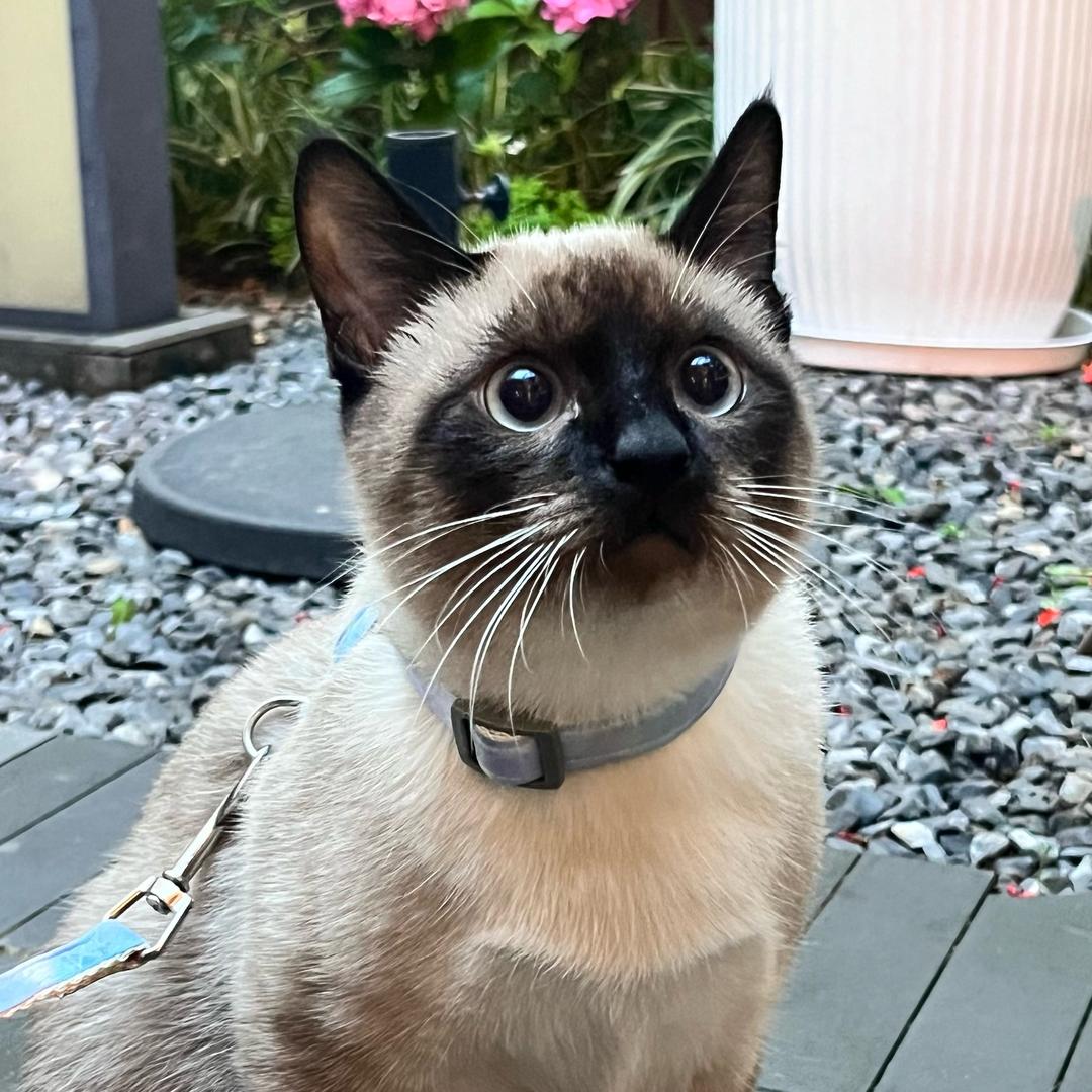 来福妈妈