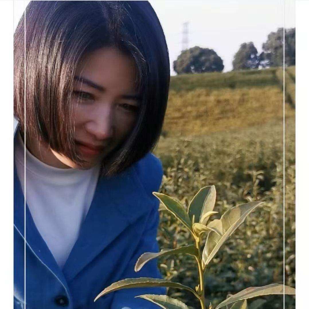 安吉白茶，剑灵茶场