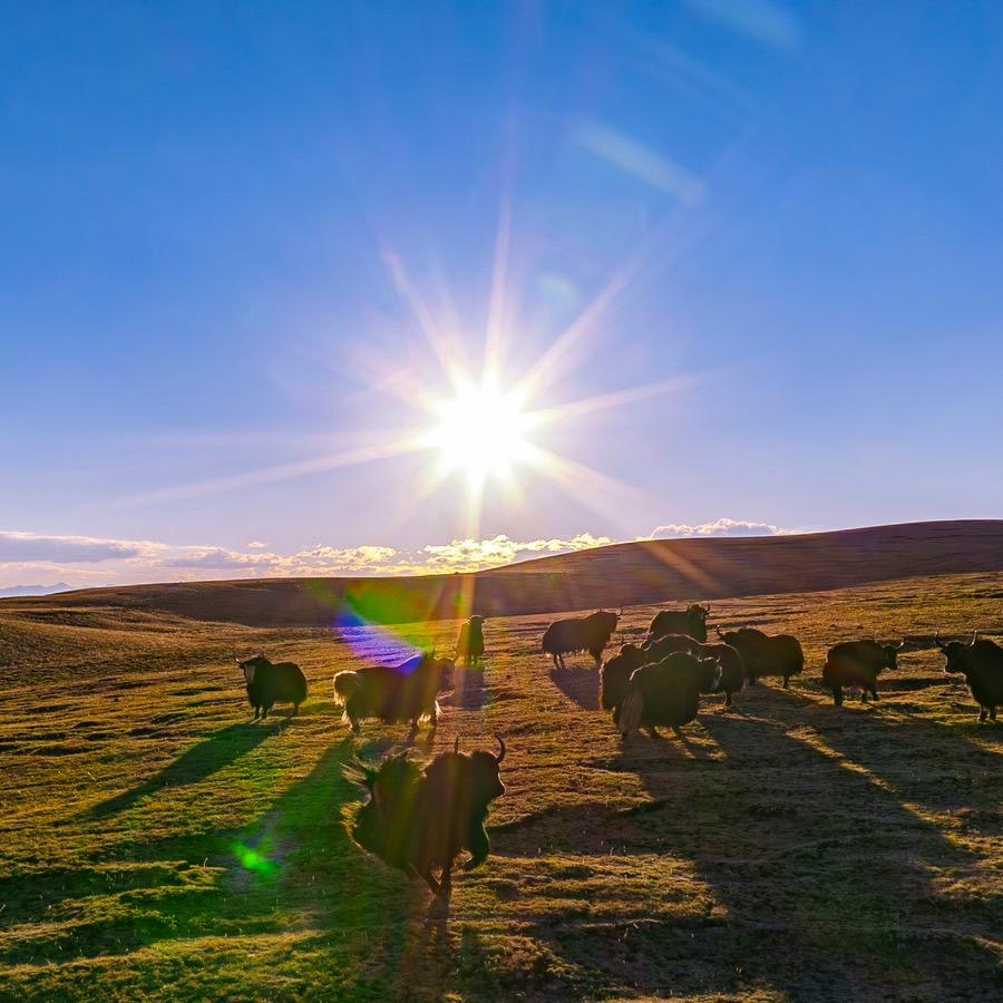 摄影师齐齐格果果
