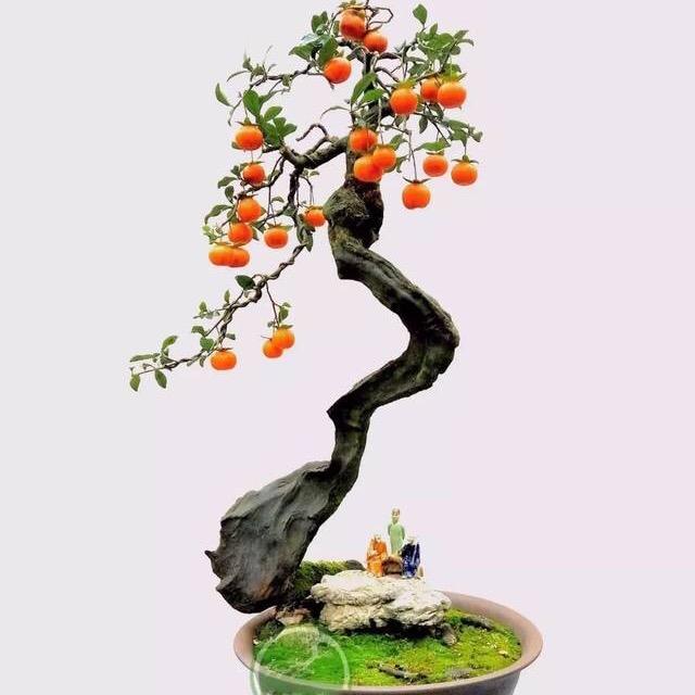小品弹子盆景